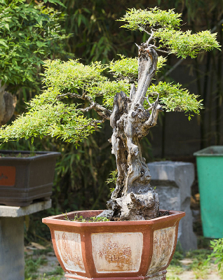 �������辰