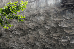 ��Ҷ��������