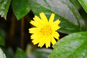 �����Ļ�ɫ����