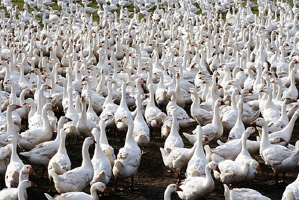 ũ�������Ĵ��