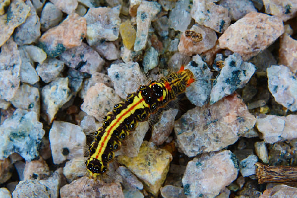 ʯ���ϵ�ëë��