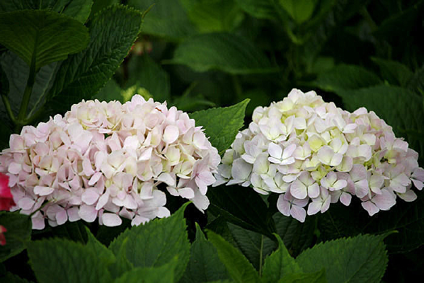 ˫����������