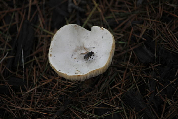 ��״��Ģ��