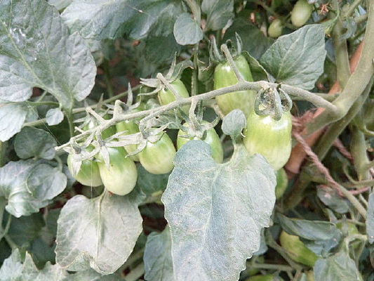 δ���ʥŮ��