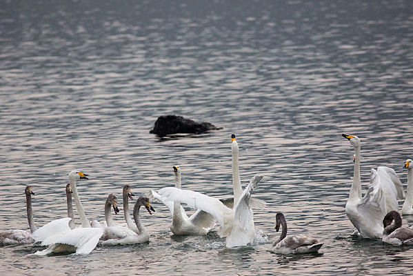 ��Ϸ�����