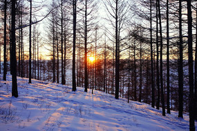 ѩԭ��������