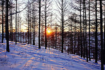 ѩԭ��������