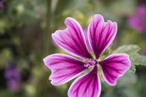 һ����ɫ����