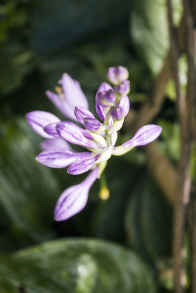 һ�����໨��