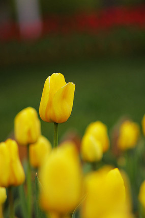 �����㻨��