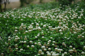 �ݴ��еİ�ɫ����