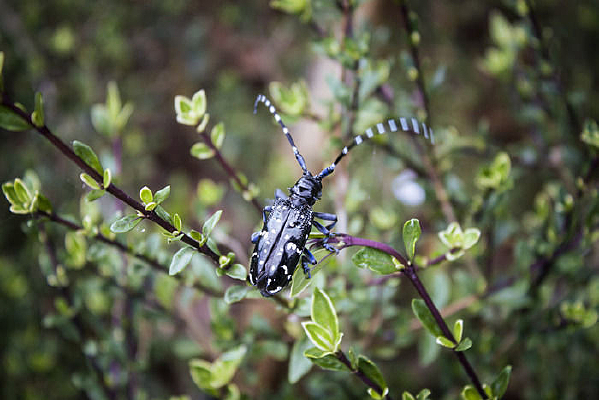 ���ϵ�һֻ������ţ