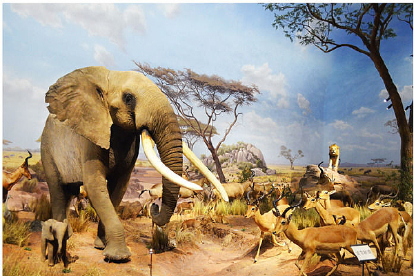 ������걾