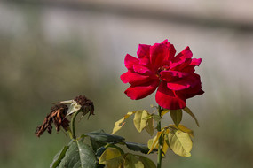 ��ɫ�¼���