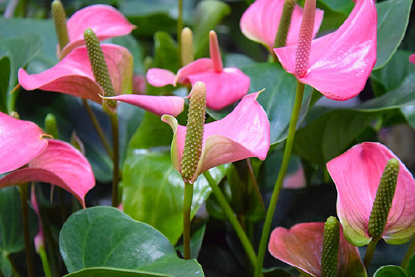 ���ƻ�����