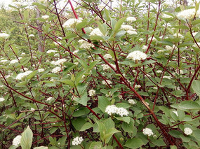 ��֦��Ҷ��С�׻�