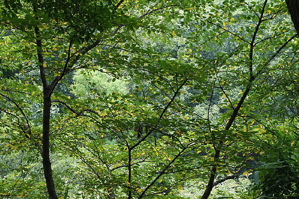 ʢ��ïʢ��������