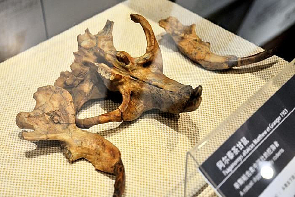 ����̩�����