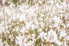 ��ãã��һƬ����