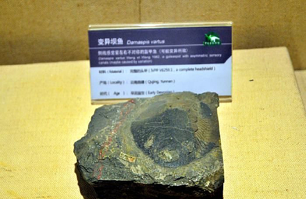 ������㻯ʯ