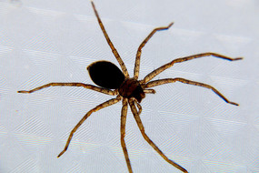 �������ϵ�֩��