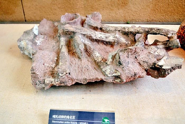 ���鶯��ǻ�ʯ