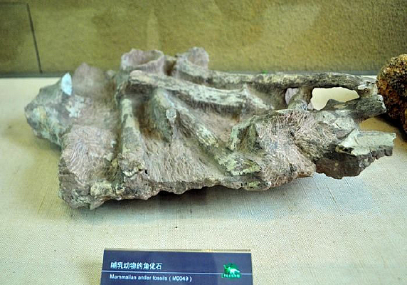 ���鶯��ǻ�ʯ