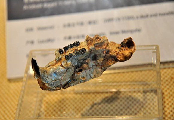 �޳�������