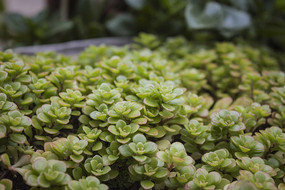 ���̵Ķ���ֲ��