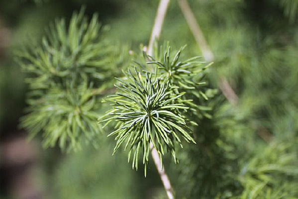 ���̵�������