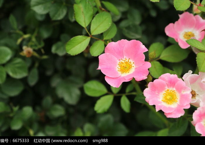 ��ɫ���¼���ͼƬ