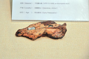 副非猬