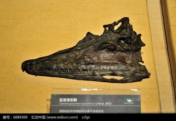 富源滇东鳄图片