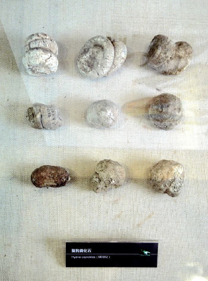 �����໯ʯ