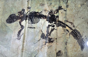 �����滯ʯ