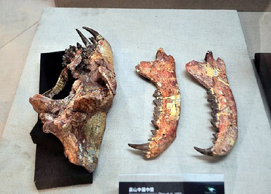 ��ɽ�й�����