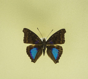 �������̵�