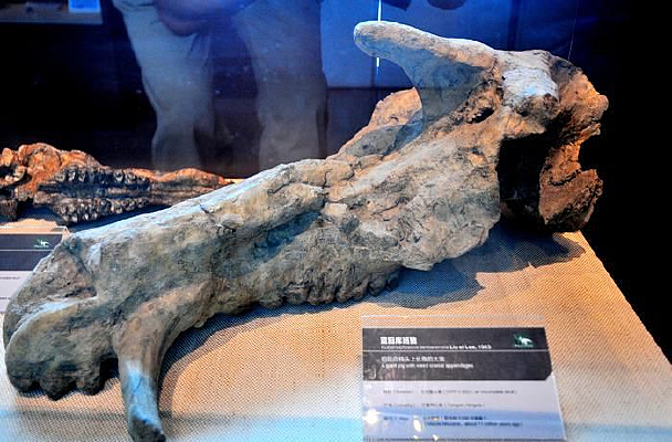 ��������