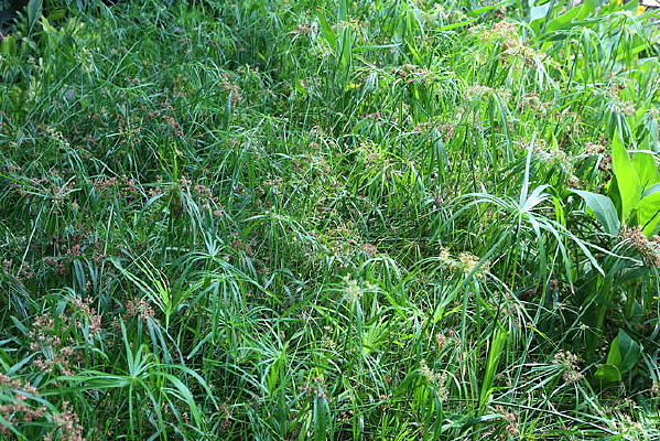 ��ɫ����ݴ�