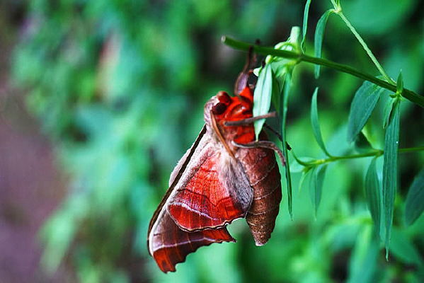 ��ɫֲ���ϵĺ�ɫ����