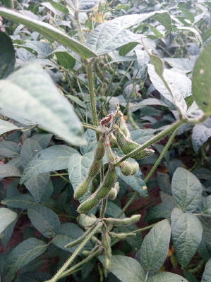 �����͵Ĵ�