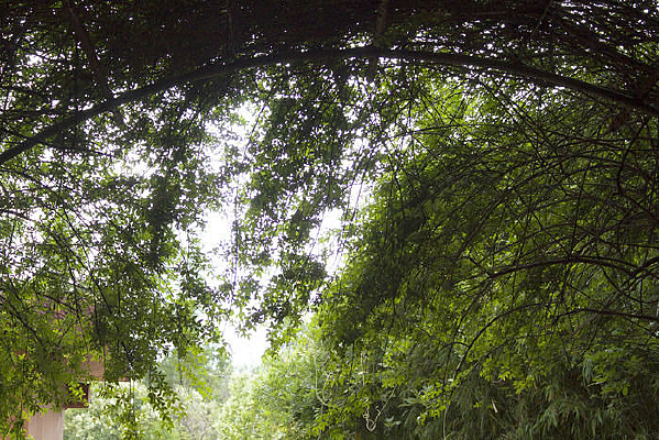 ���۴��̵���Ҷ