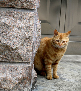 墙角的黄色小猫
