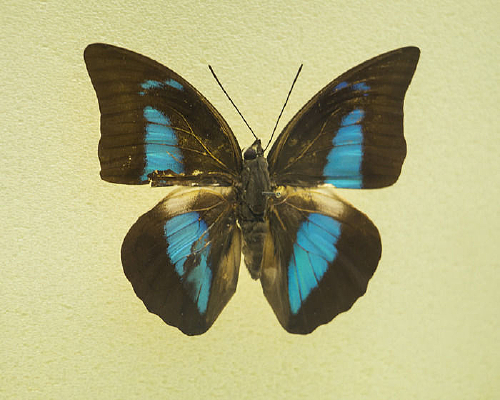 ������̵�