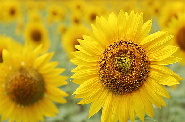 ʢ��̫����������̫������������