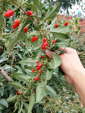 �����ժ�����֦