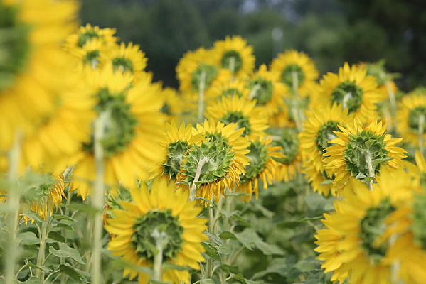 ̫���������ı���