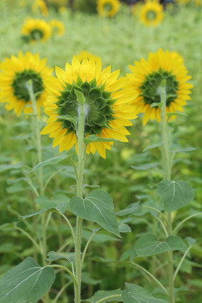 ̫���������Ļ��䱳��