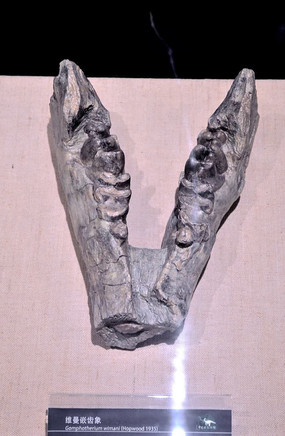 ά��Ƕ����