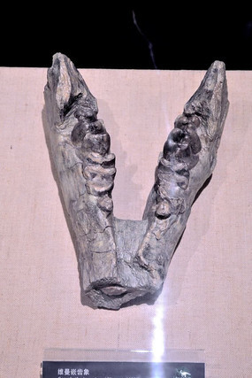 ά��Ƕ����